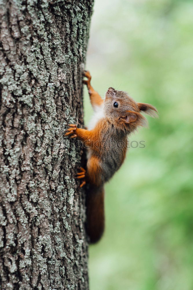 Similar – Squirrel stretches out