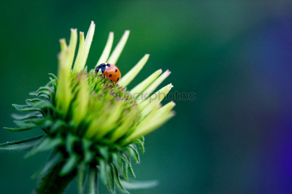 Similar – summer in normandy Nature