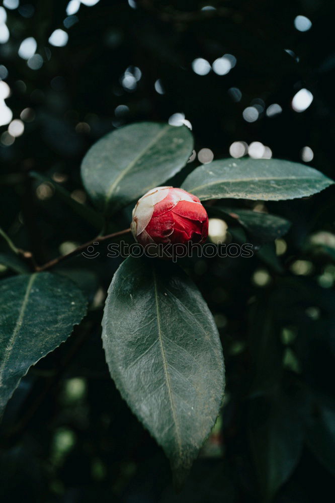 Similar – Image, Stock Photo forest garden Raspberry