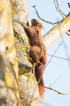 Similar – Squirrel with Walnut