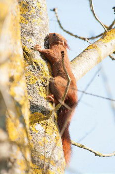 Similar – Squirrel with Walnut