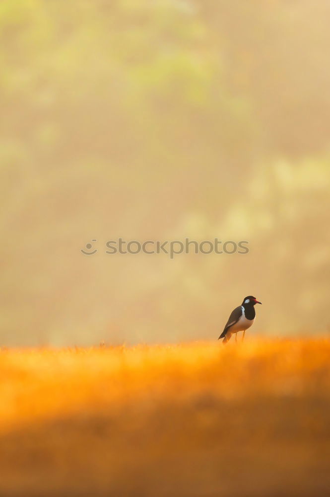 Similar – Amselwinter Vogel Drossel