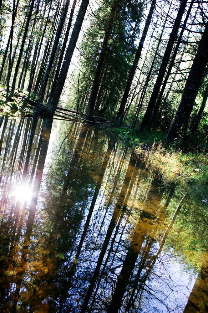 Similar – Idylle See Wald Teich Baum