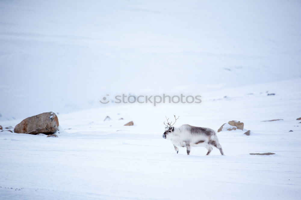 Similar – Boars pasturing between trees and snow