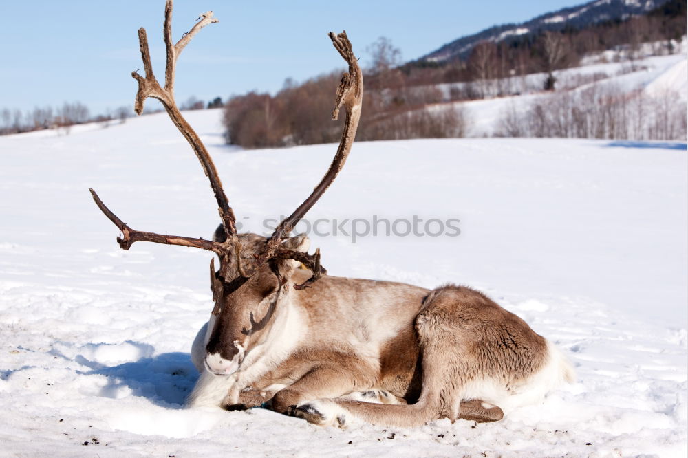 Similar – Image, Stock Photo Deer with big horns Winter