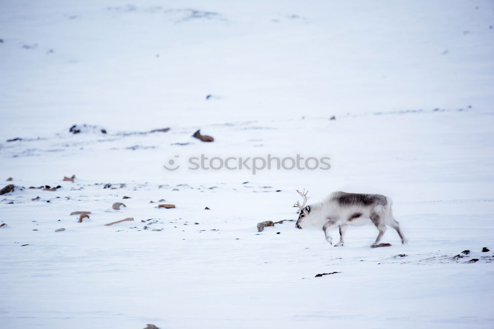 Similar – Wolf running on snow Snow