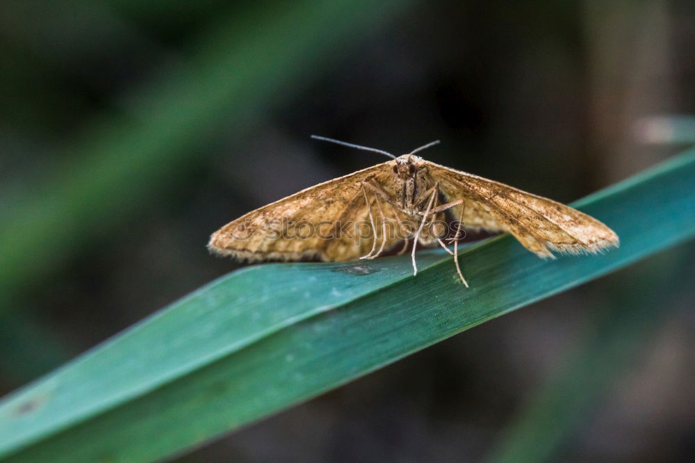 Similar – Image, Stock Photo Butterfly with morning dew