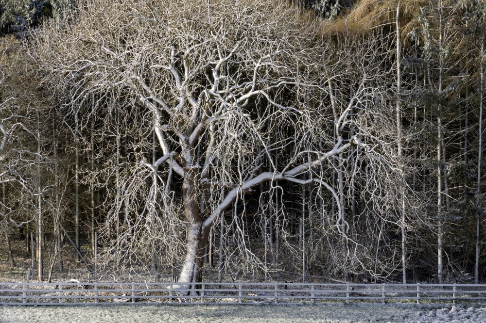 Similar – Foto Bild schräg Gras Morgen frisch