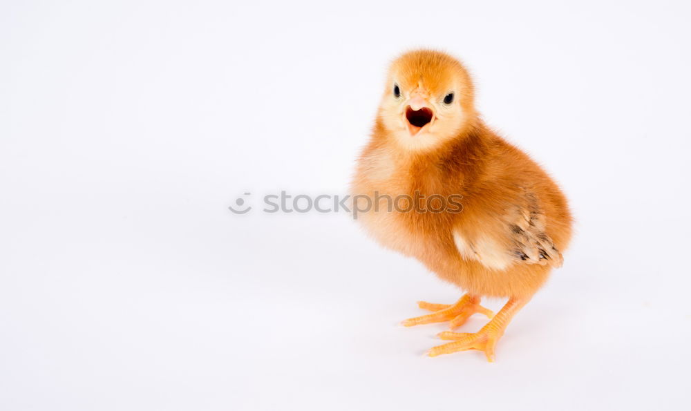 Image, Stock Photo Ouch makes. Farm animal