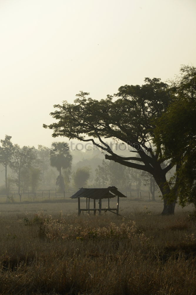 Similar – tomb old trees cows