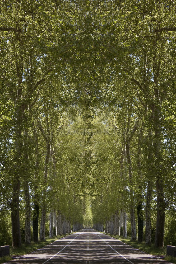 Similar – Foto Bild Allee in Meudon bei Paris