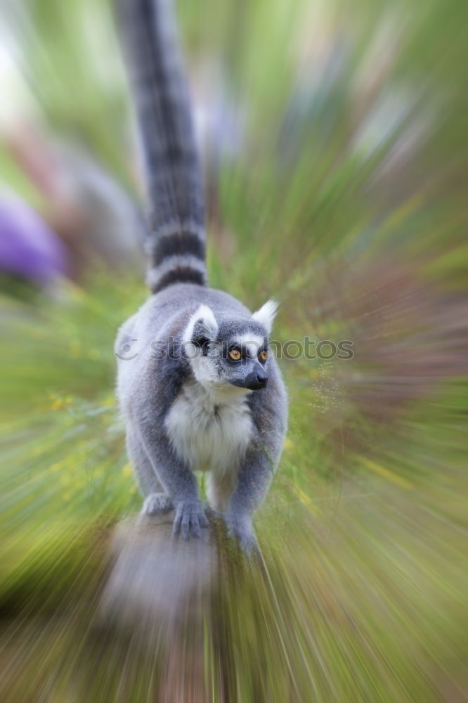 Image, Stock Photo Cord paw III Pet Cat