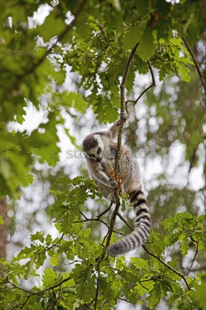 Similar – croissant Forest Squirrel