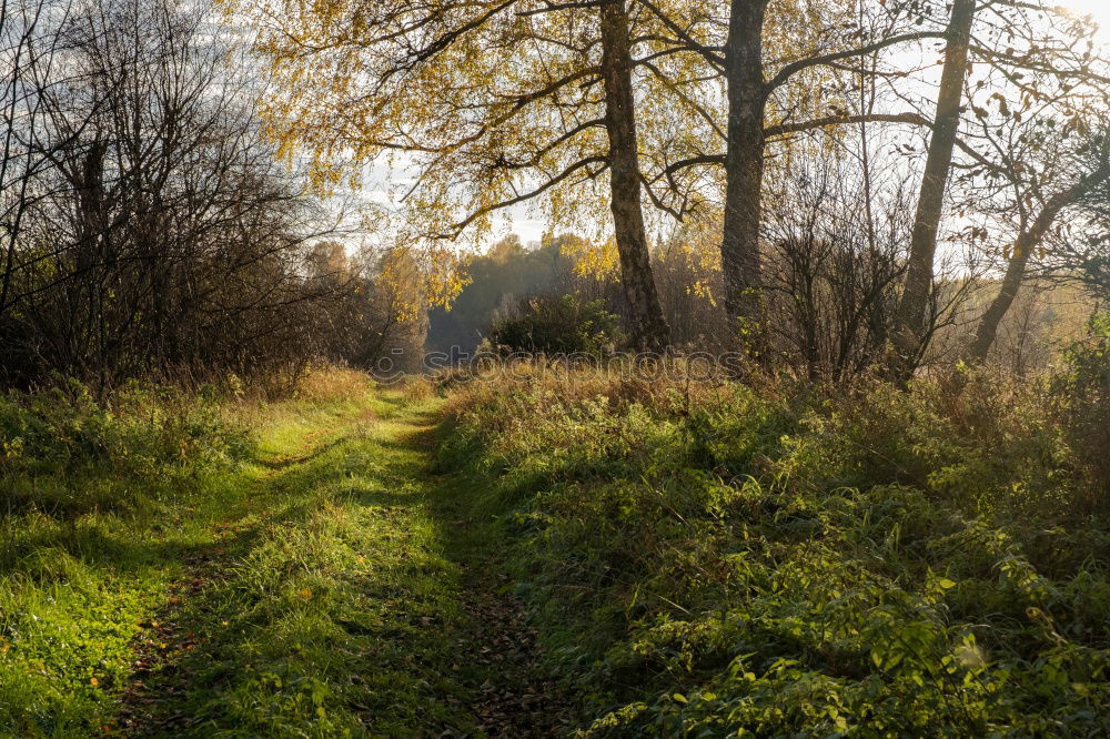 Similar – Image, Stock Photo Forest in autumn