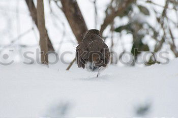 Jay in deep snow