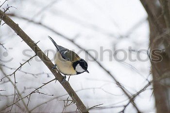 Similar – Image, Stock Photo Hawfinches in the snow