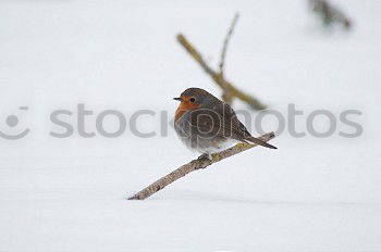 Similar – Image, Stock Photo Running robin in the snow