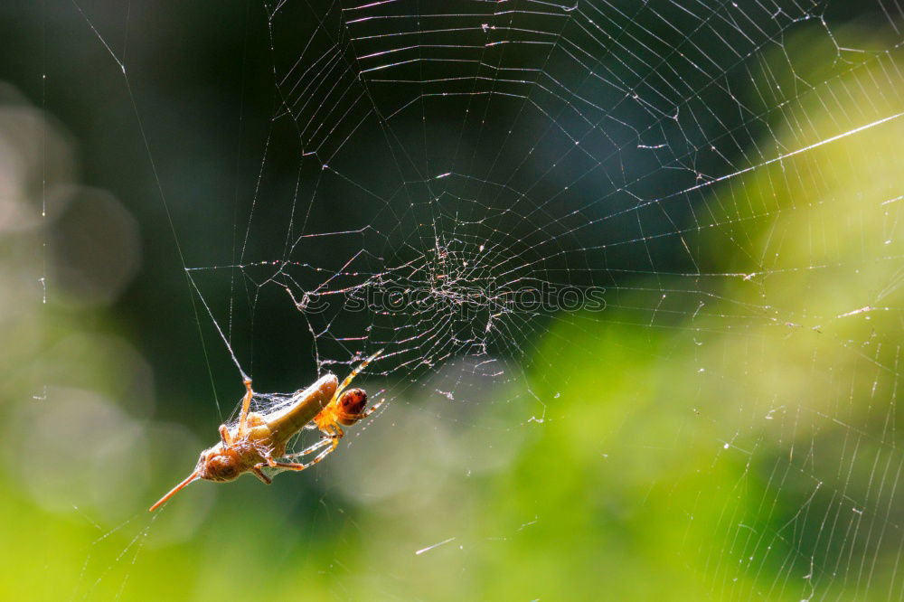 Similar – Image, Stock Photo Lord Longleg Environment
