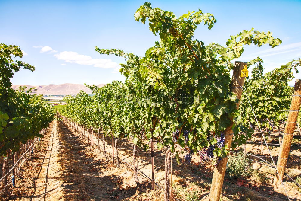 Similar – Image, Stock Photo Vine grapes Fruit