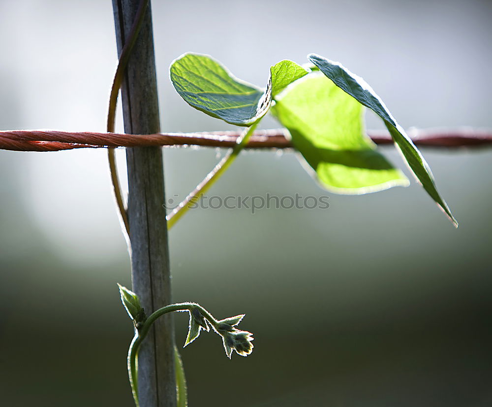 Similar – green leaf Nature Jump