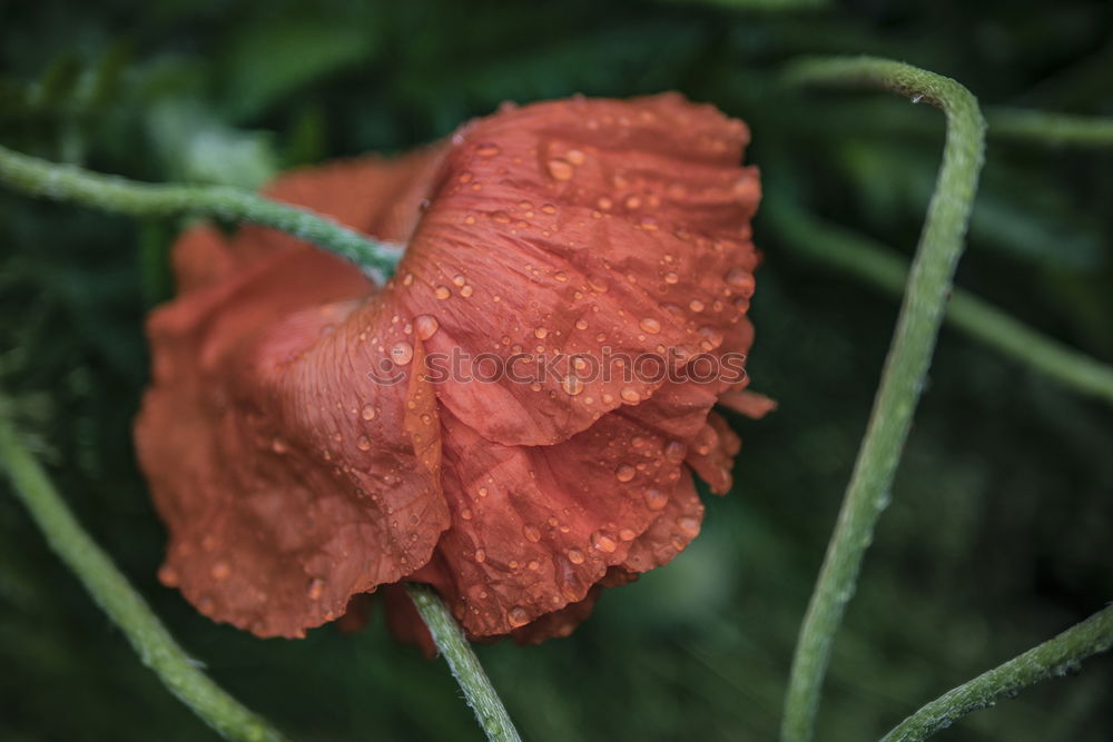 Similar – Mohn mal anders Blume rot