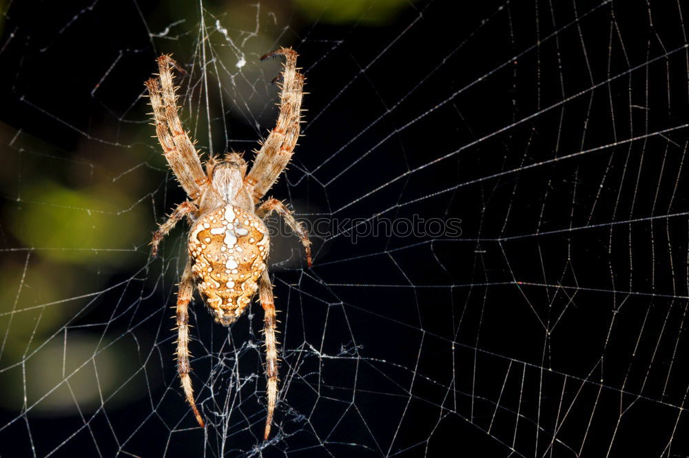 Similar – Pretty cross spider sits in her web waiting for prey