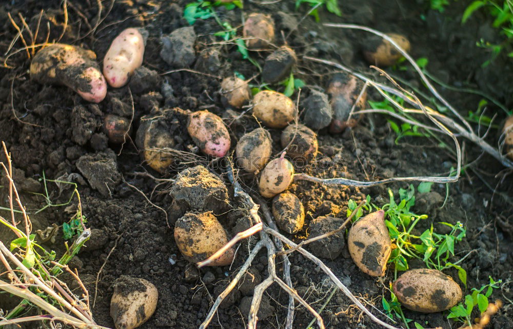 Similar – Planting potatoes