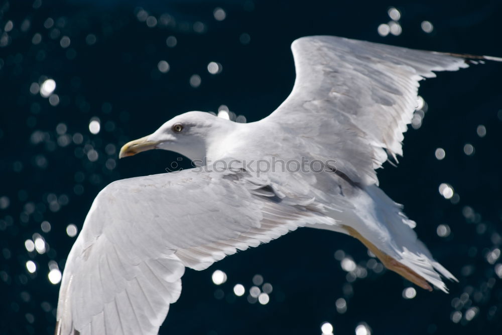 Similar – night gull Seagull