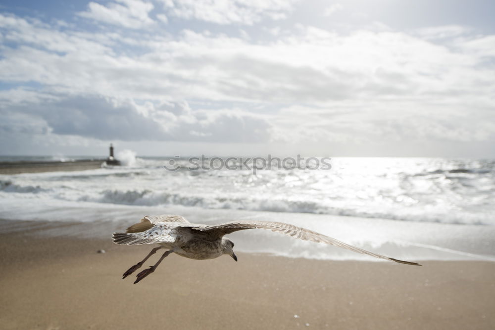 Similar – pelicans Pelican Ecuador