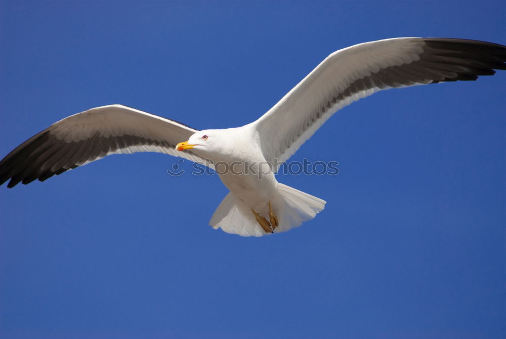 Similar – Flugwetter Möwe fliegen