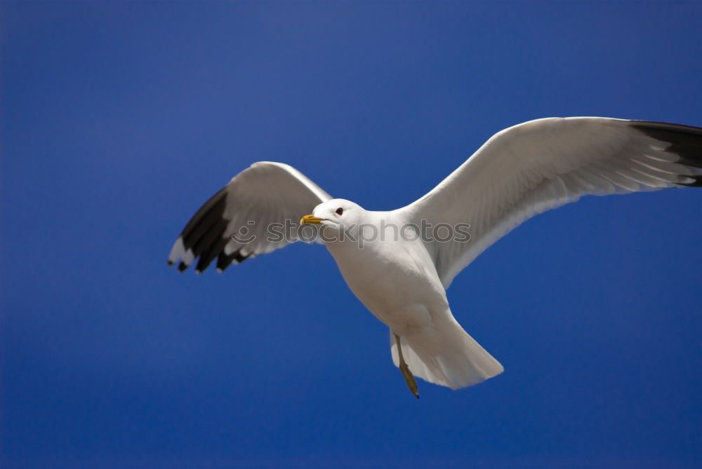 Similar – Image, Stock Photo seagull Seagull