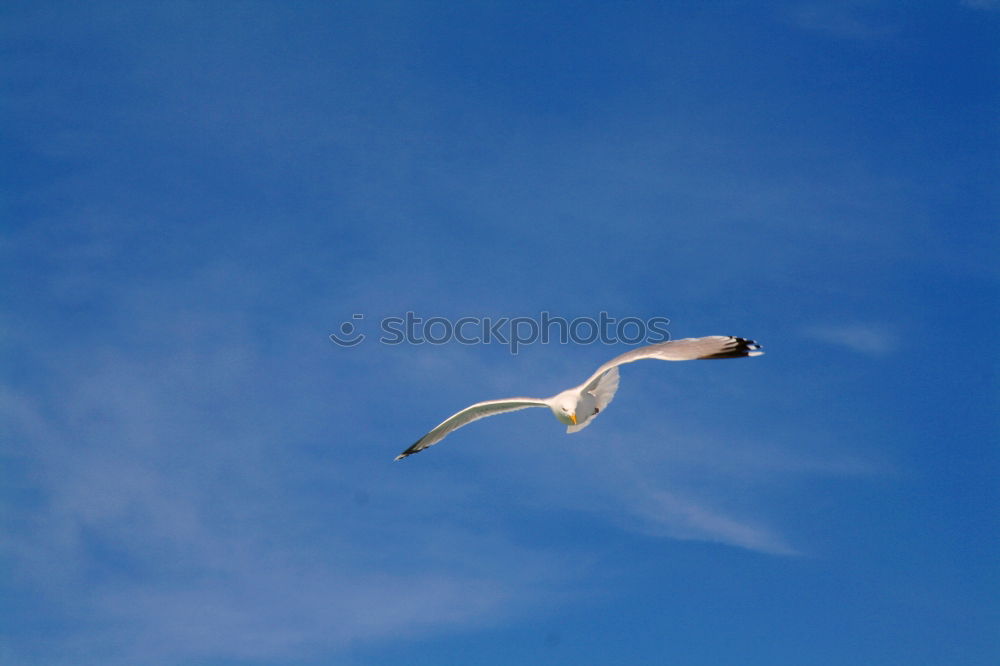 Similar – Morgenmöwe Möwe Vogel Meer