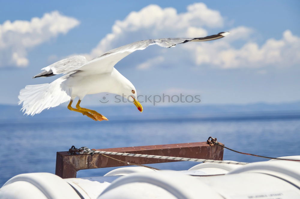 Similar – Image, Stock Photo seagull Life Summer Nature