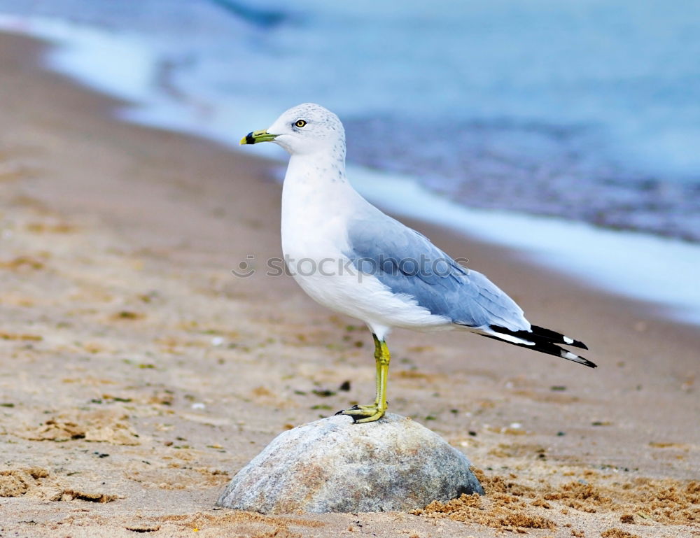 Similar – flock of white gulls