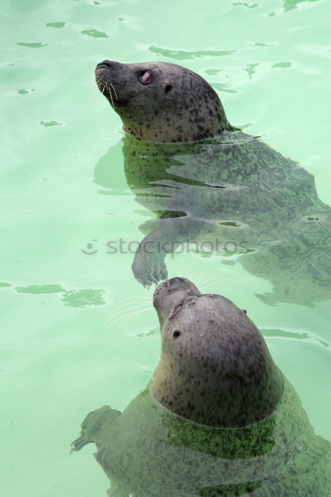 Similar – Image, Stock Photo double head