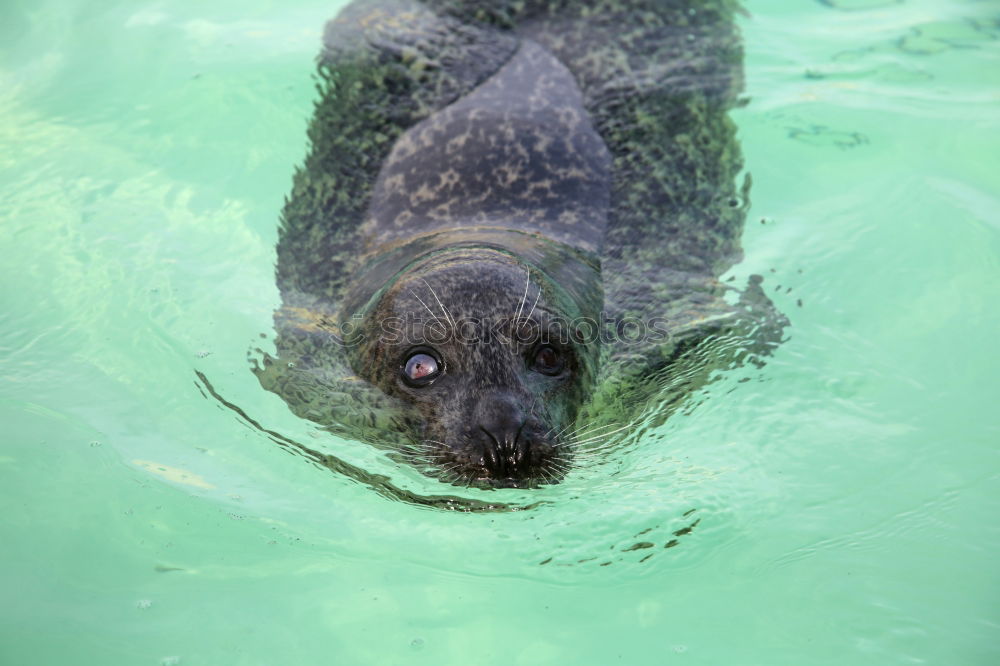 Similar – Image, Stock Photo Penguin Pool : Round Two