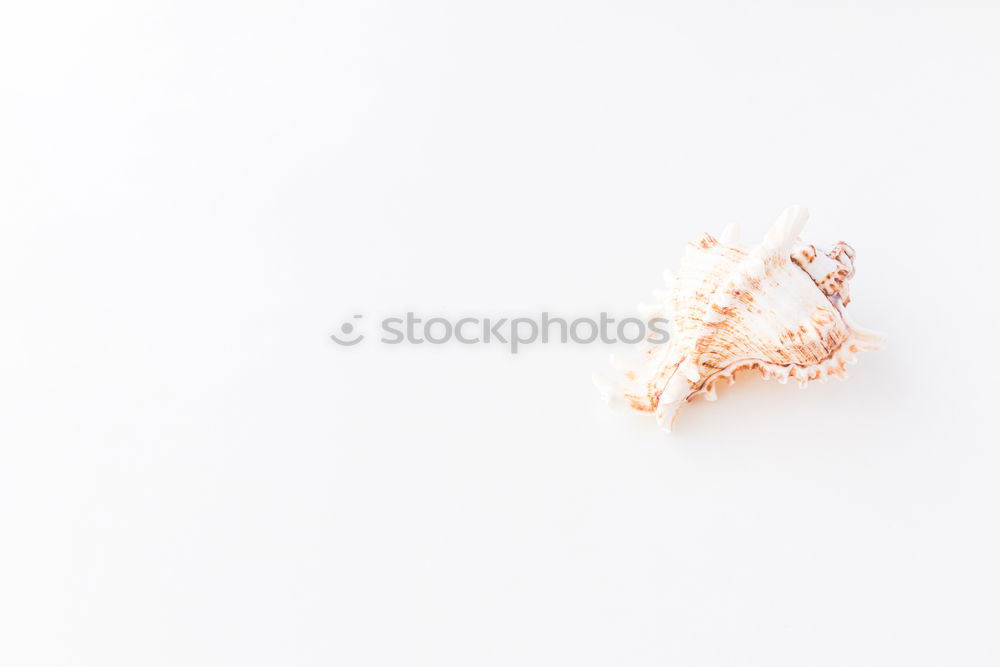 Similar – Pinecone buried in the snow. Winter image