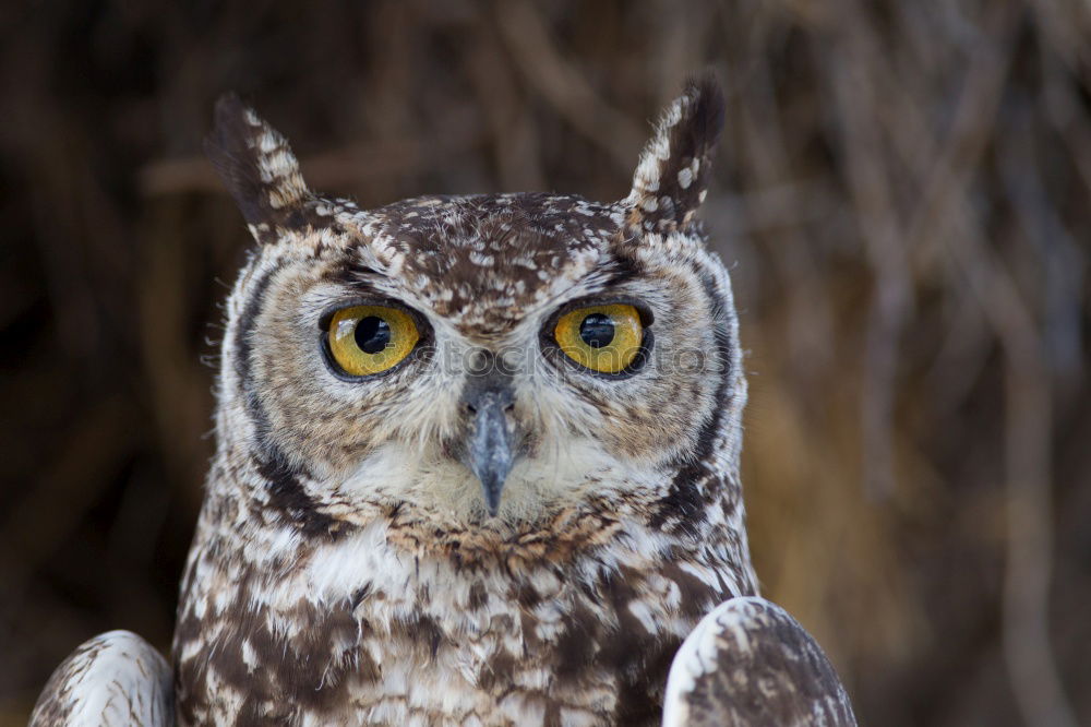 Similar – Image, Stock Photo Eagle owl approaching