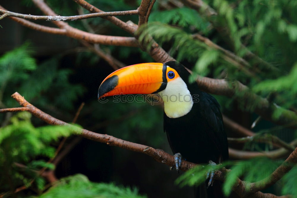 Similar – Image, Stock Photo Dorr Goldfinch Nature