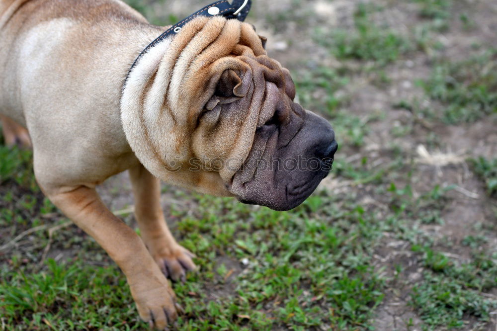 Similar – BOB BULLDOGGE Bulldogge