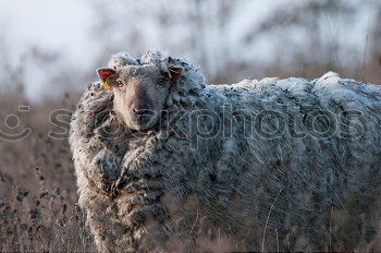 Similar – Image, Stock Photo I’m a sheep! Nature Animal