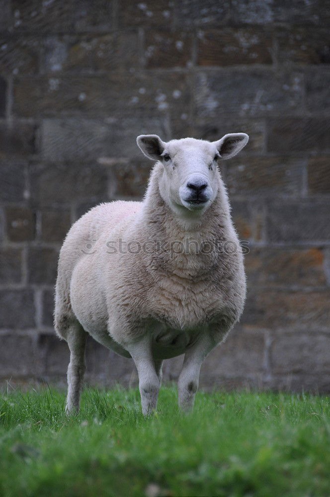 Similar – Image, Stock Photo Sheep looks into camera