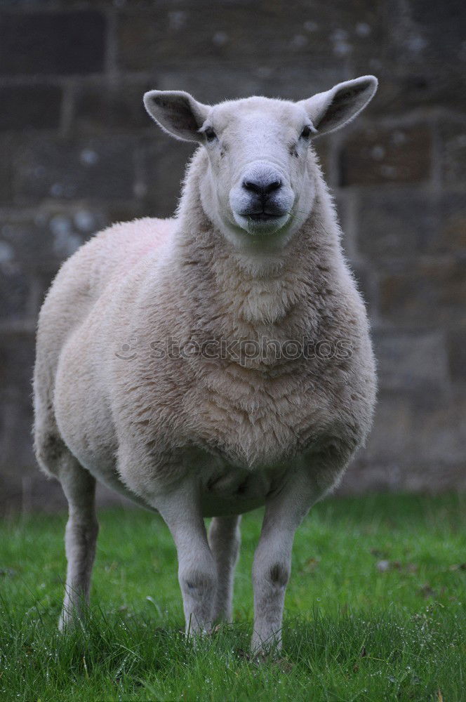 Similar – Funny sheep chewing on a blade of grass