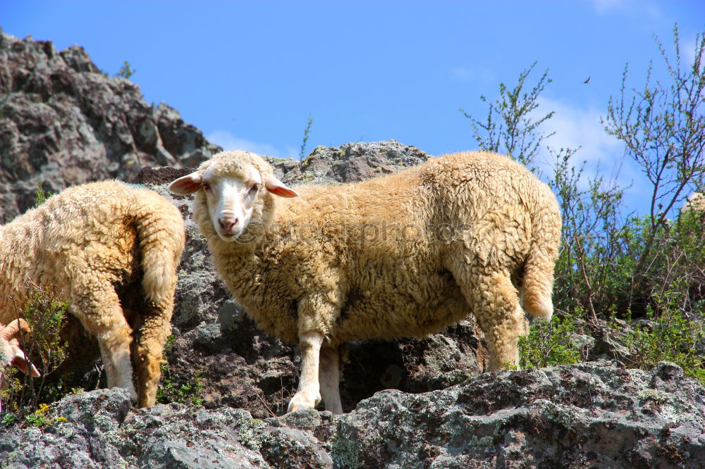 Similar – Foto Bild sheep Haushuhn