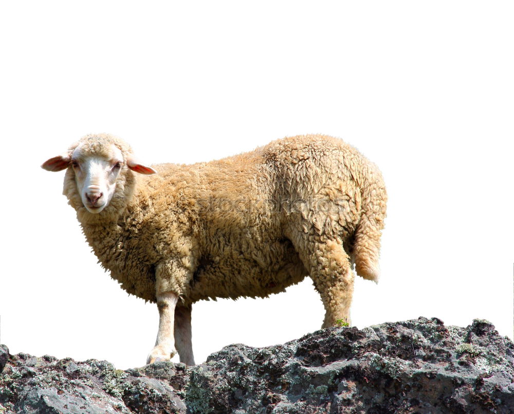 Similar – Image, Stock Photo Sheep in a pasture