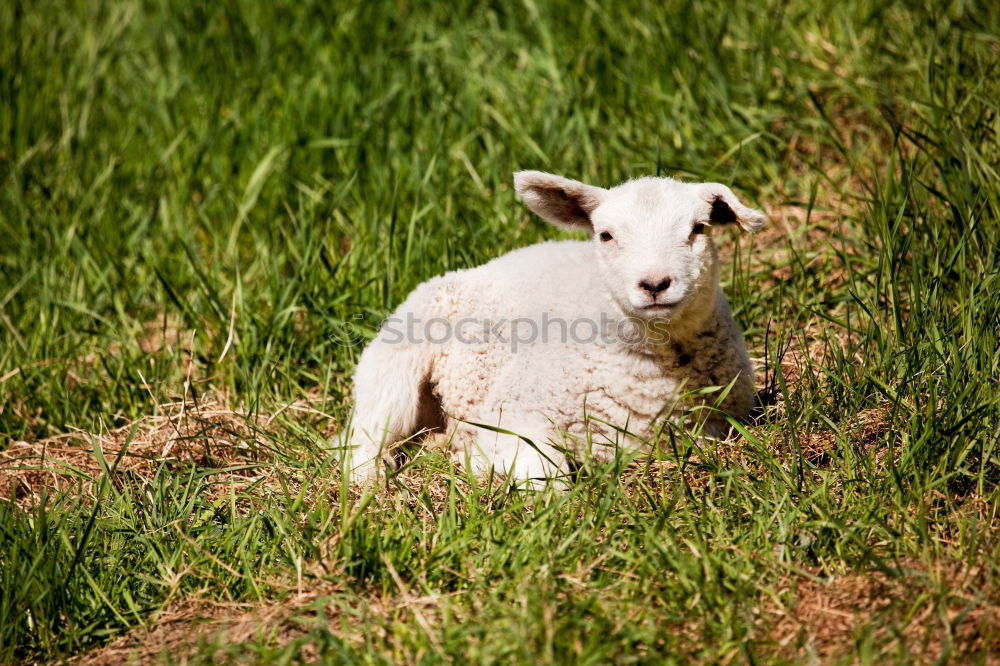 Similar – Lamb in the pasture Style