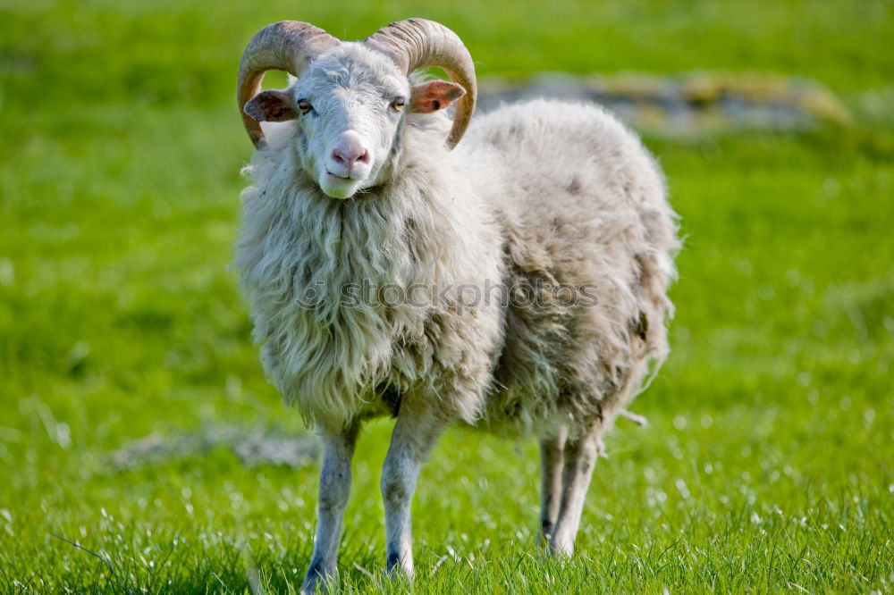 Similar – Spanish sheep in the fiel