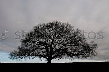 Similar – Image, Stock Photo Tree shows flag Calm