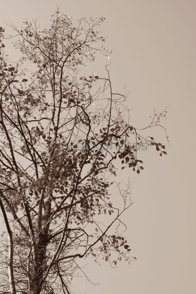 Similar – Image, Stock Photo Chinese style street lamp in xian, china