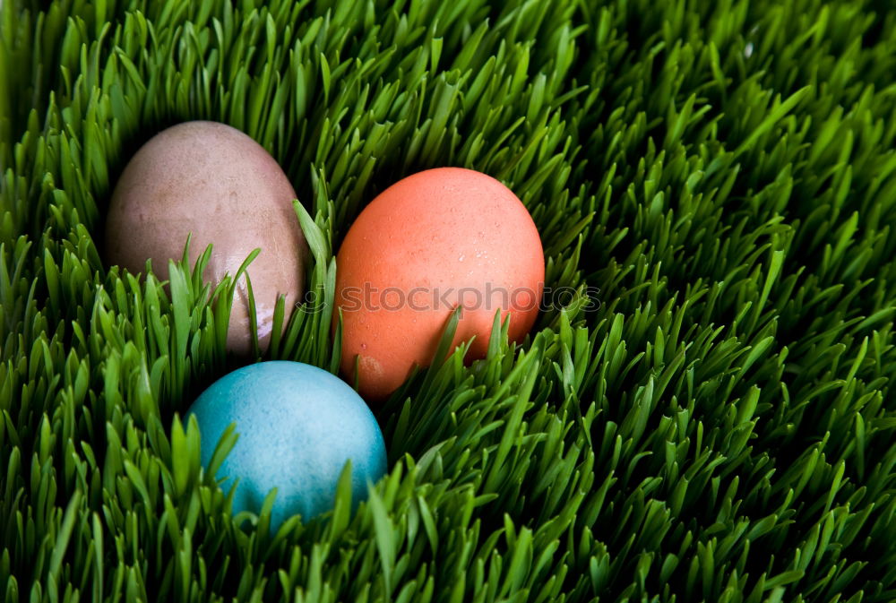 Similar – three colourful Easter eggs lie on flowering daisies in a meadow